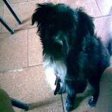 foguinho