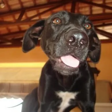 Fofa