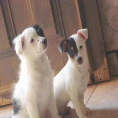 Mell e Belinha