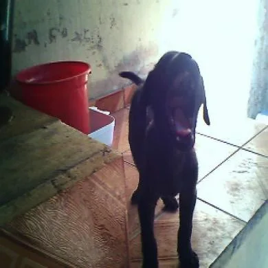 negão