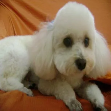 Belinha