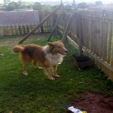 lobo
