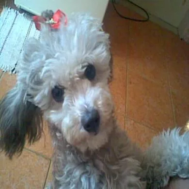 Sindy