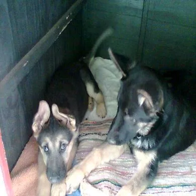 Kaoma e Pluto