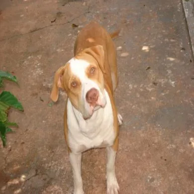 Tayson