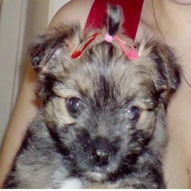 Belinha