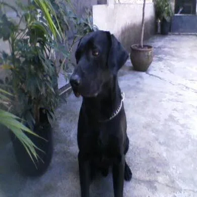 Maxi