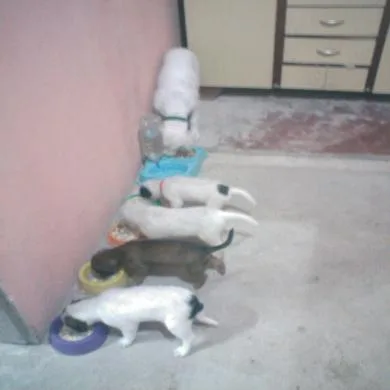 LUCY, SOL, LUA, ANGRA E YUZEM