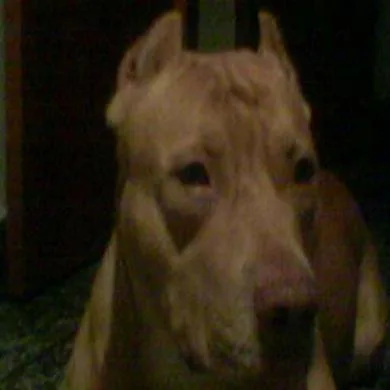 EROS THEODORO SOARES