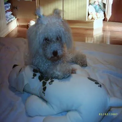Toy
