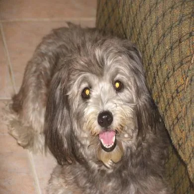 bob