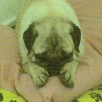Phoebe