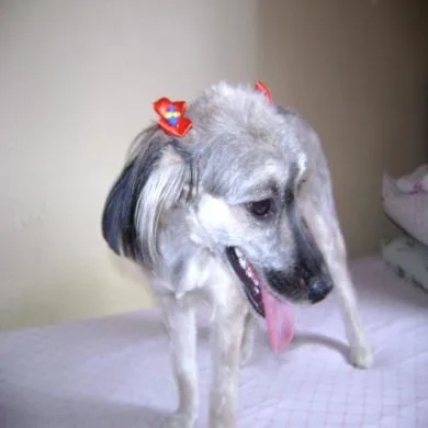 belinha gonçalves