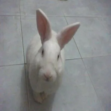 Romeu