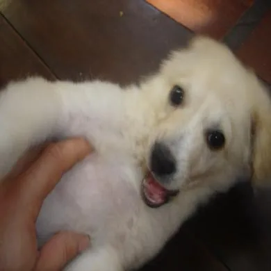 toby