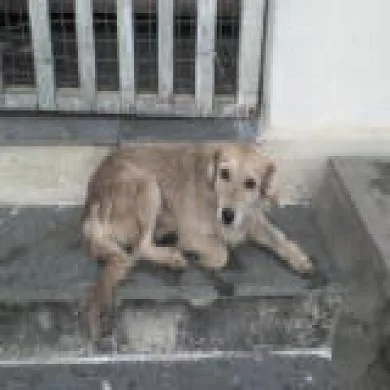 bia