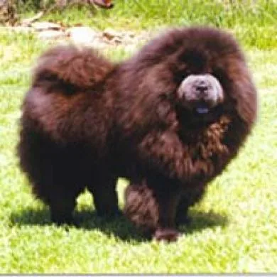 chow chow