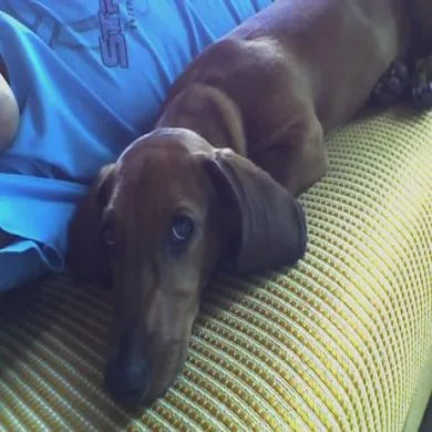 Chico Furiba