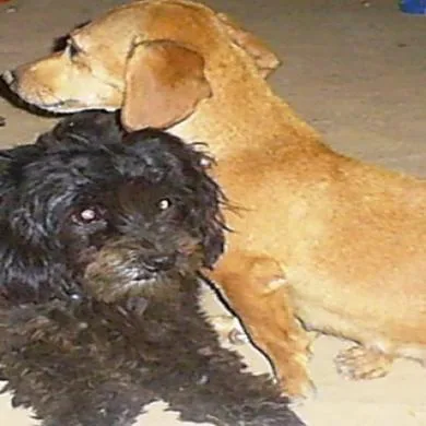 lulu e Jadi