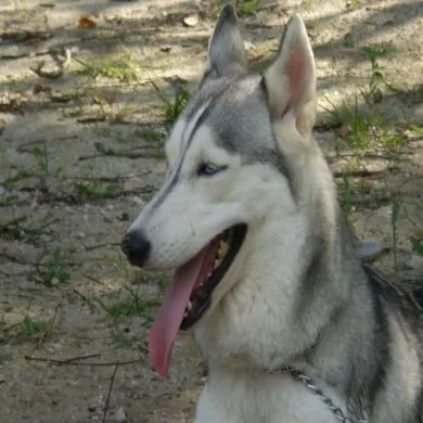 hanna