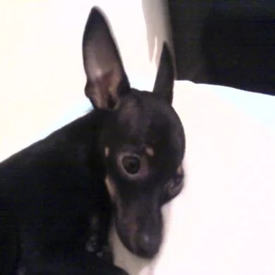 POLLY