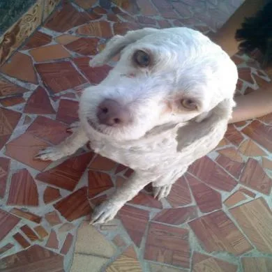 tuti