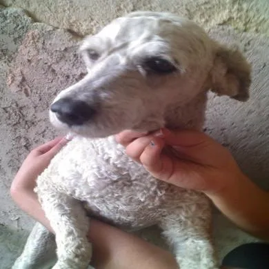 tobi