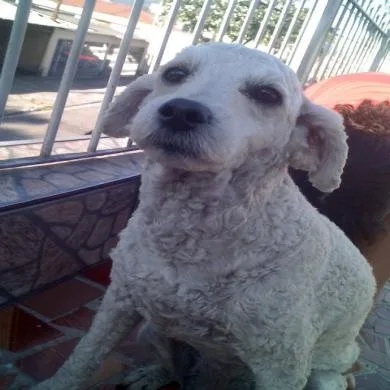 pitu