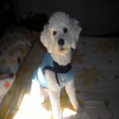 Pingo