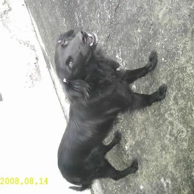 Laila