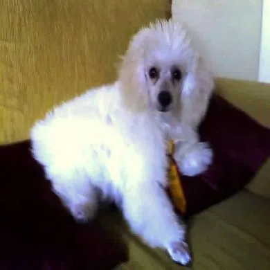Billy