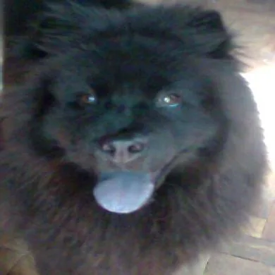 Ayca