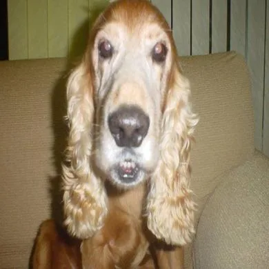 Abu