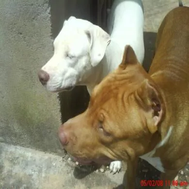 Jandara e zeus