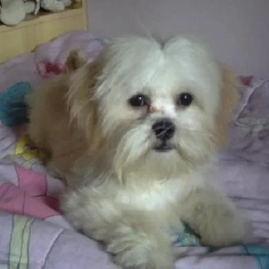 Miggue