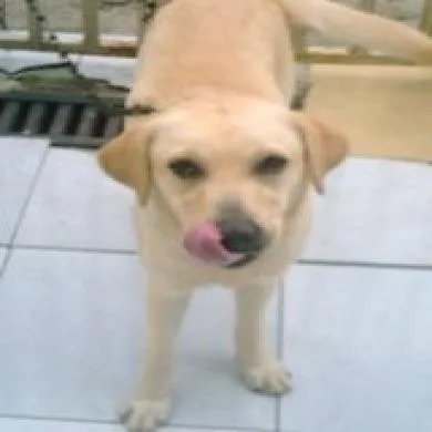 Saha malaquias