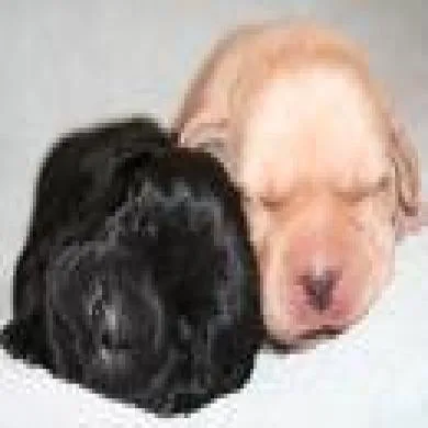 Edinho & Elinho