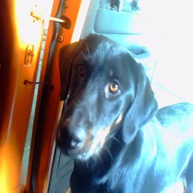 Bidú