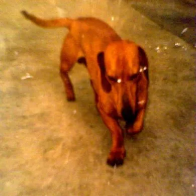 boby