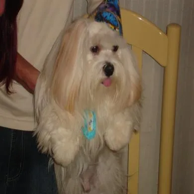 Billy Lhasa