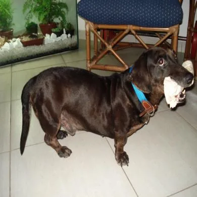 Toby Junior