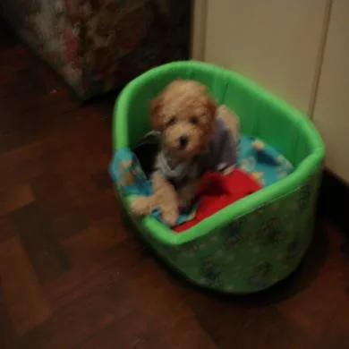 junior