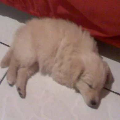 lili