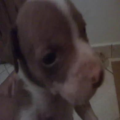taison