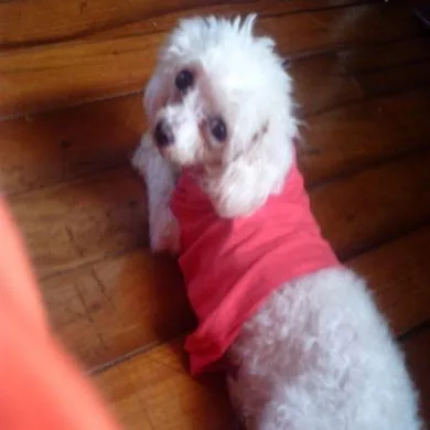 pricila