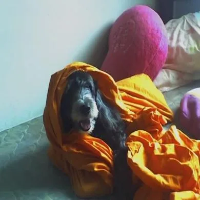 Bamby