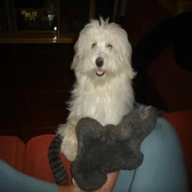 sammy