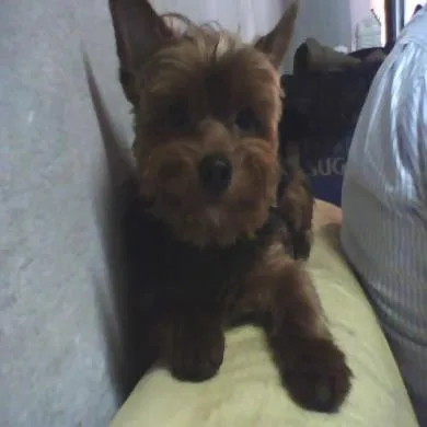 tokinho
