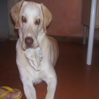 Ernesto