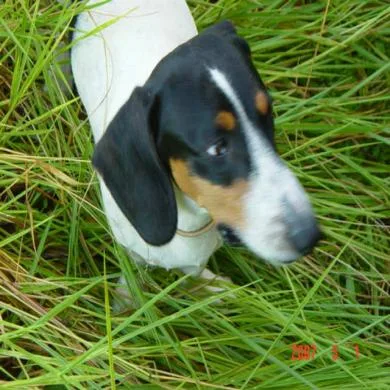 luynho  